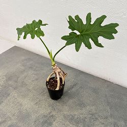 フィロデンドロン：セローム根上がり2.5号ポット