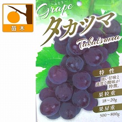 ブドウ：高妻（タカツマ）挿木苗3.5号ポット