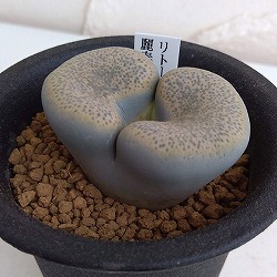 リトープス：麗春玉（れいしゅんぎょく）2.5号鉢植え