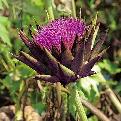 アーティチョーク：バイオレットグローブ3.5号ポット 6株セット