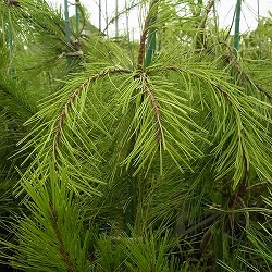 [送料無料]マツ（松）：枝垂れ赤松（シダレアカマツ）6号硬質ポット