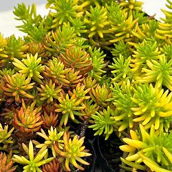 セダム：ルペストレ アンジェリーナ3号ポット