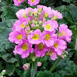 プリムラ マラコイデス：古都さくら・淡ピンク3.5号ポット 2株セット