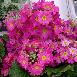 プリムラ マラコイデス：古都さくら・濃ピンク3.5号ポット 2株セット