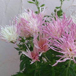 嵯峨菊（さがぎく）：淡桃花5号鉢植え
