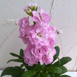 ストック：キスミーチェリー3～3.5号ポット 2株セット