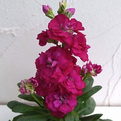 ストック：キスミーローズ3～3.5号ポット 6株セット