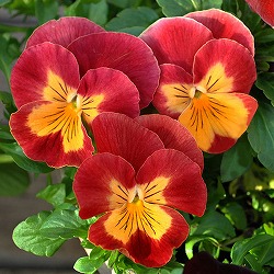 パンジー：プティシャトン　オランジア3～3.5号ポット