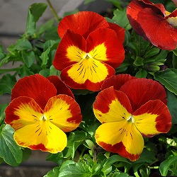 パンジー：プティシャトン　マーヤ3～3.5号ポット