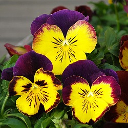 パンジー：プティシャトン　フェリックス3～3.5号ポット