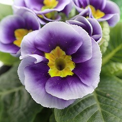 プリムラ　ジュリアン：初恋パープル3号ポット 3株セット