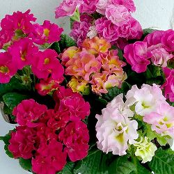 プリムラ　ジュリアン：モンシュシュ3号ポット 6株セット