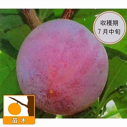 スモモ(プラム）：ハニービート4～5号ポット