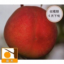 モモ(桃）：さくひめ5号ポット