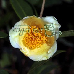 椿（ツバキ）：初黄（ショコウ）3号ポット