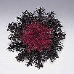 ハボタン：紅くじゃく3.5号ポット 2株セット