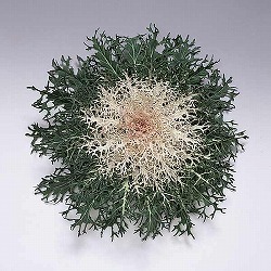 ハボタン：白くじゃく3-3.5号ポット 2株セット