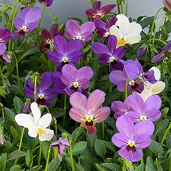 ビオラ：ルナ3～3.5号ポット 6株セット