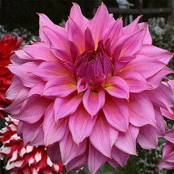 [26年3月中下旬予約]ダリアの球根：（大輪）グレースローズ1球