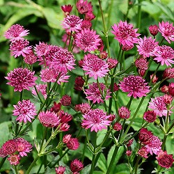 アストランティア：カプリ11cm角ポット