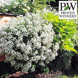 スーパーアリッサム：スノープリンセス3.5号ポット