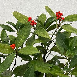 千両(センリョウ):斑入り千両・越の富輝5号鉢植え