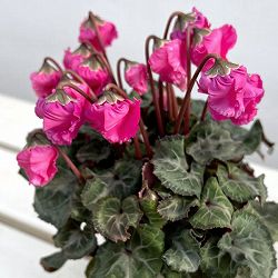 シクラメン：クロシェット（ピンク系）3号ポット