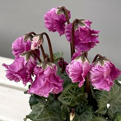 シクラメン：クロシェット（モウブ系）3号ポット