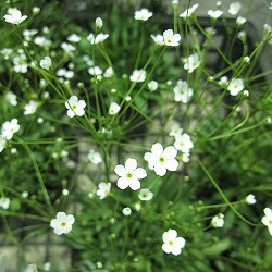 アンドロサセ：スターダスト3.5号ポット 2株セット