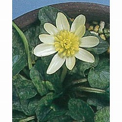 ヒメリュウキンカ：白花2.5号ポット