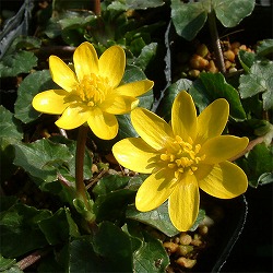 ヒメリュウキンカ2.5号ポット