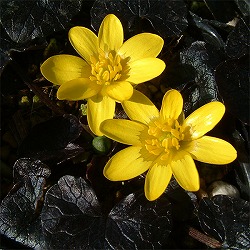 ヒメリュウキンカ：紫葉2.5号ポット