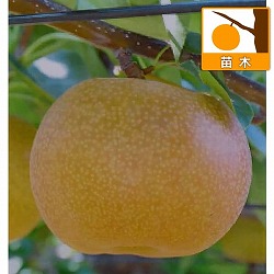 [26年2月中下旬予約]ナシ（梨）：甘ひびき5号ポット