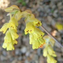 トサミズキ（土佐みずき）3.5号ポット