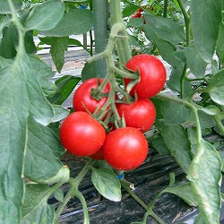 [26年4月上旬予約]トマト（中玉）：レッドオーレ自根苗3号ポット