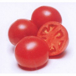 トマト：ホーム桃太郎自根苗3号ポット 2株セット