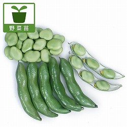 そらまめ・一寸ソラマメの苗3号ポット苗 3株セット