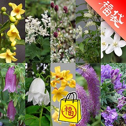 [送料無料]初夏の山野草10種Bセット・草の友3リットル付