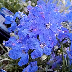 [送料無料]デルフィニウム：ミントブルー3.5号 24株セット