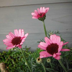 ローダンセマム：マーキュリー3.5号ポット 2株セット