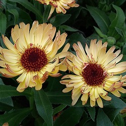 [送料無料]カレンデュラ：ブロンズビューティー3～3.5号ポット 12株セット