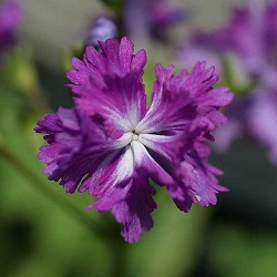 日本サクラソウ（桜草）八重咲き：藤獅子2.5-3号ポット 2株セット