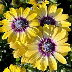 [26年2月中下旬予約]オステオスペルマム：ブルーアイビューティ5号鉢植え