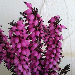 エリカ：ダーリエンシス・レナ3号ポット