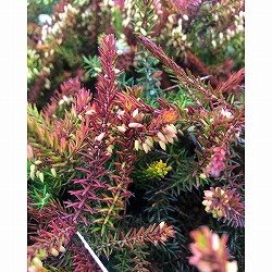 エリカ：ダーリエンシス・エヴァゴールド3号ポット