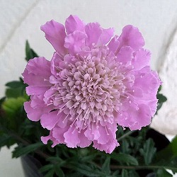 わい性スカビオサ：ピンク3号ポット