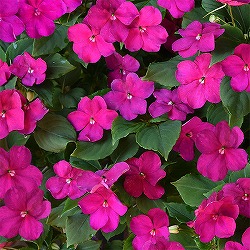 [送料無料]インパチェンス：ビーコン　バイオレットシェード3-3.5号ポット 24株セット