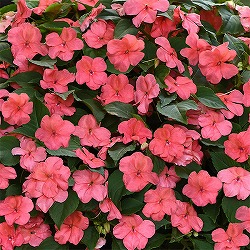 [送料無料]インパチェンス：ビーコン　コーラル3-3.5号ポット 24株セット