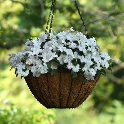 [送料無料]インパチェンス：ビーコン　ホワイト3-3.5号ポット 24株セット