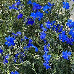 初恋草（ハツコイソウ）：コバルトブルー3号ポット